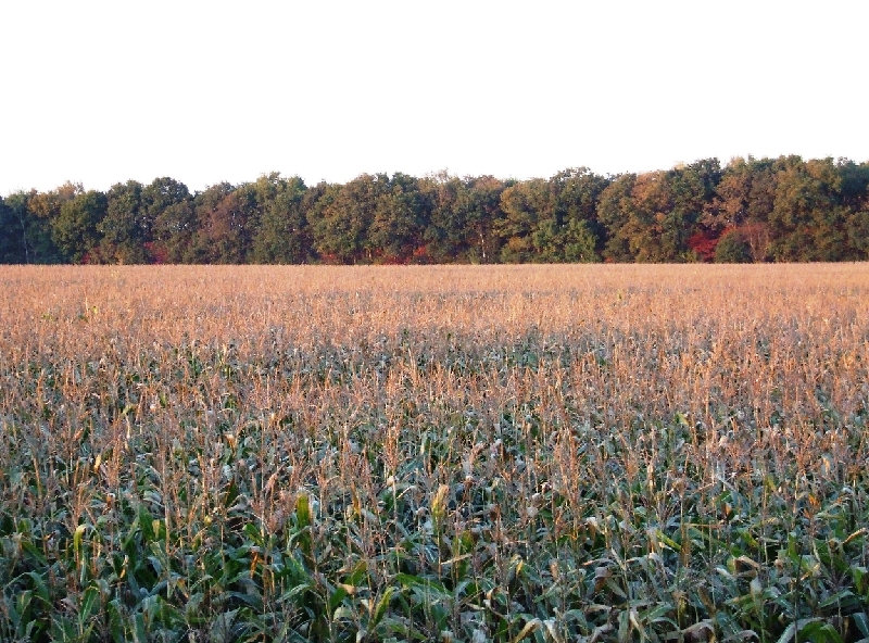 Harvest Time.JPG